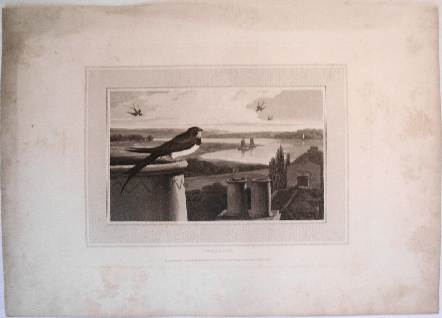 1809 Swallow, by William Daniell