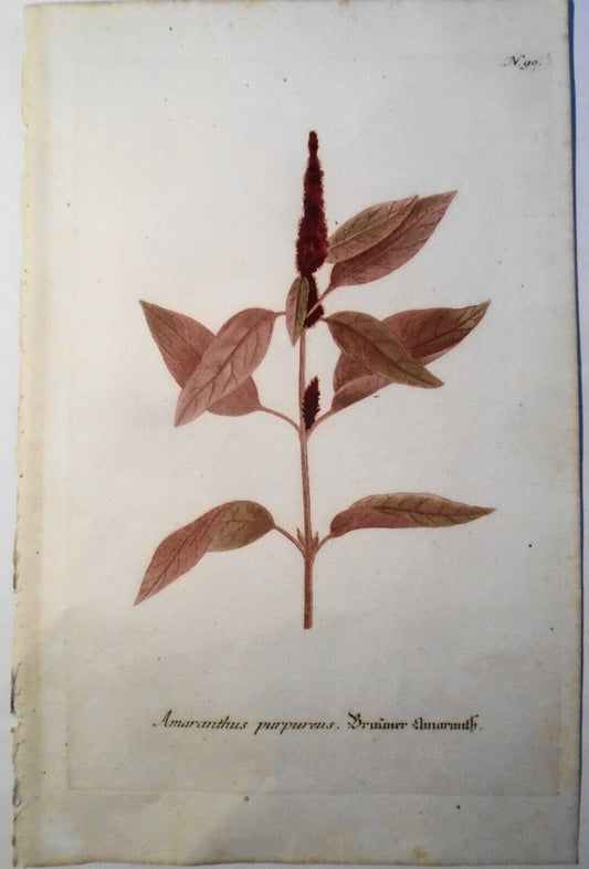 Johann Wilhelm Weinmann - Amaranthus Purpureus N.90 - ca. 1745. Hand-colored.