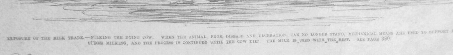 Exposure Of The Milk Trade - Milking The Dying Cow -  Frank Leslie's,  1858