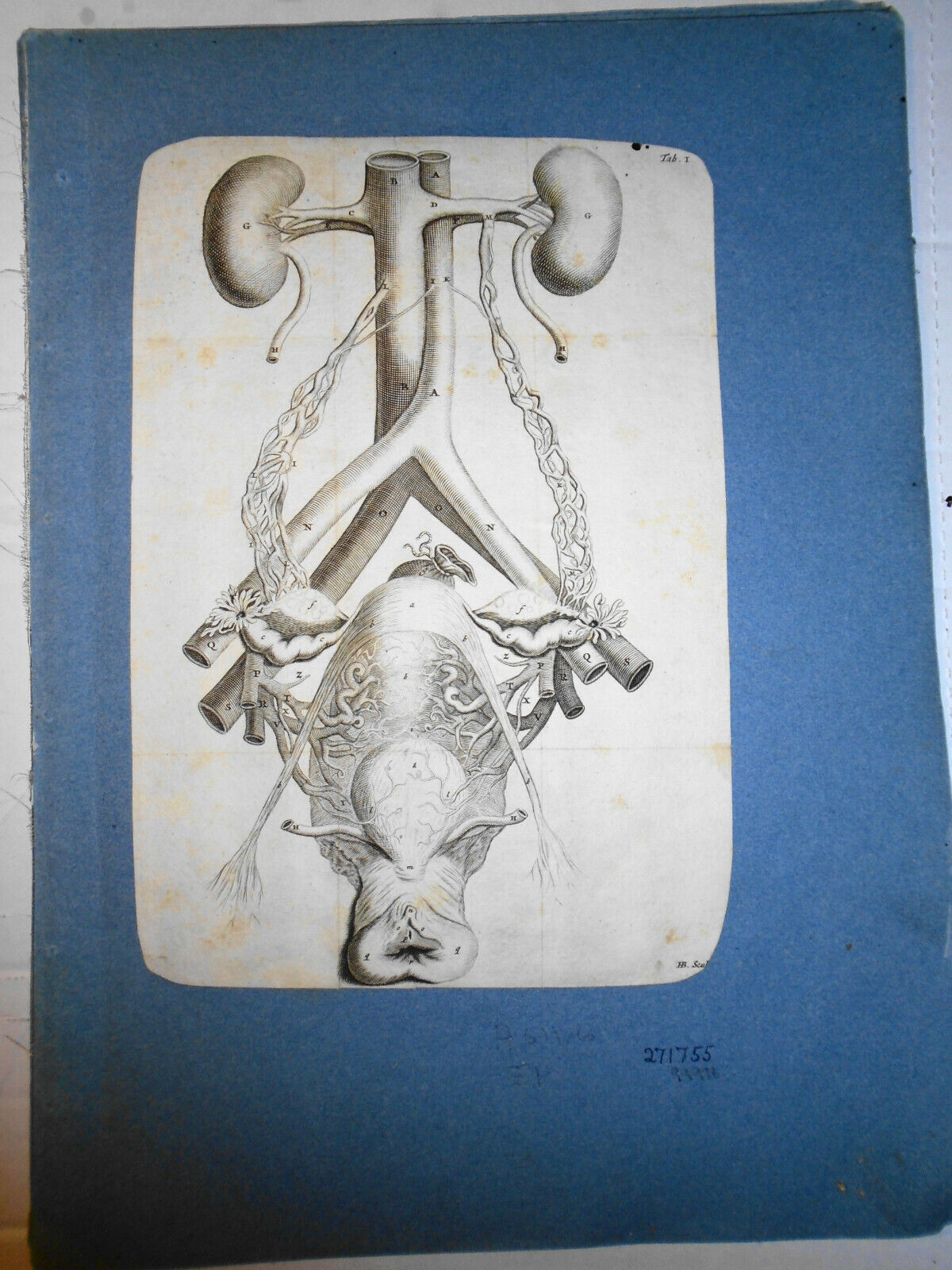 1672 De mulierum organis generationi inservientibus tractatus novus: Plate Tab I