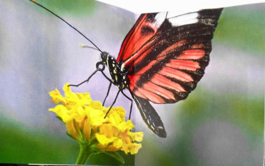 Damien Hirst: Forgotten Promises - Brochure - Inaugural Exhibition Gagosian 2011