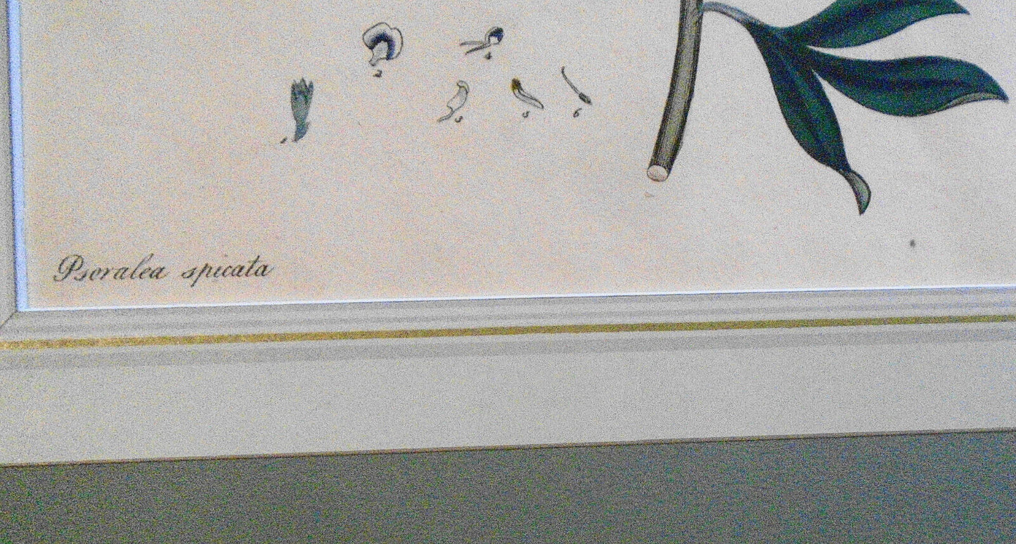 1804 Psoralea spicata, pl. 411 - Botanist's Repository, Henry Charles Andrews