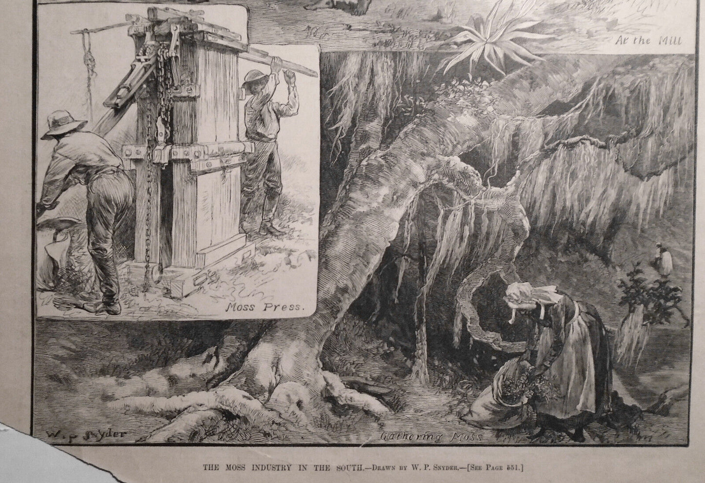 The Moss Industry In The South -  1882 Harper's Weekly - Spanish Black Americana