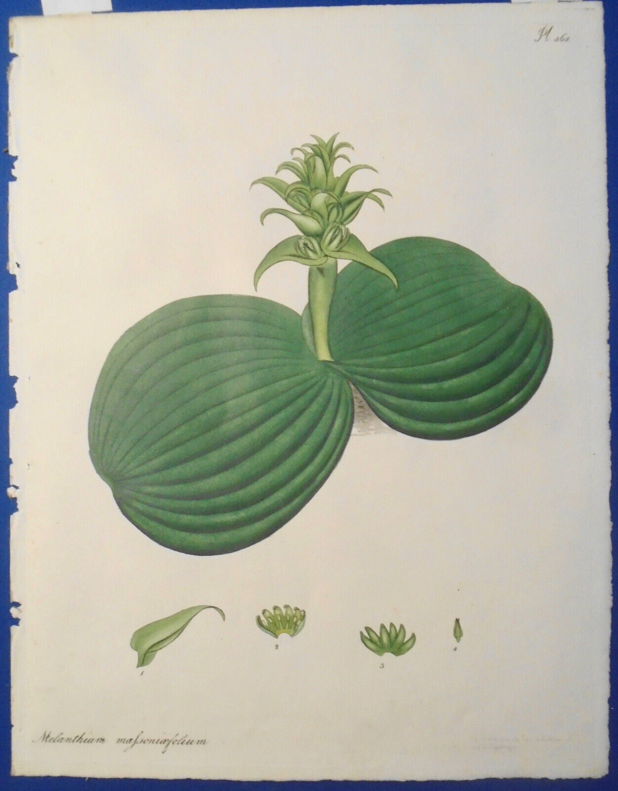 1805 melanthium massoniaefolium - Botanist's Repository, Henry Charles Andrews