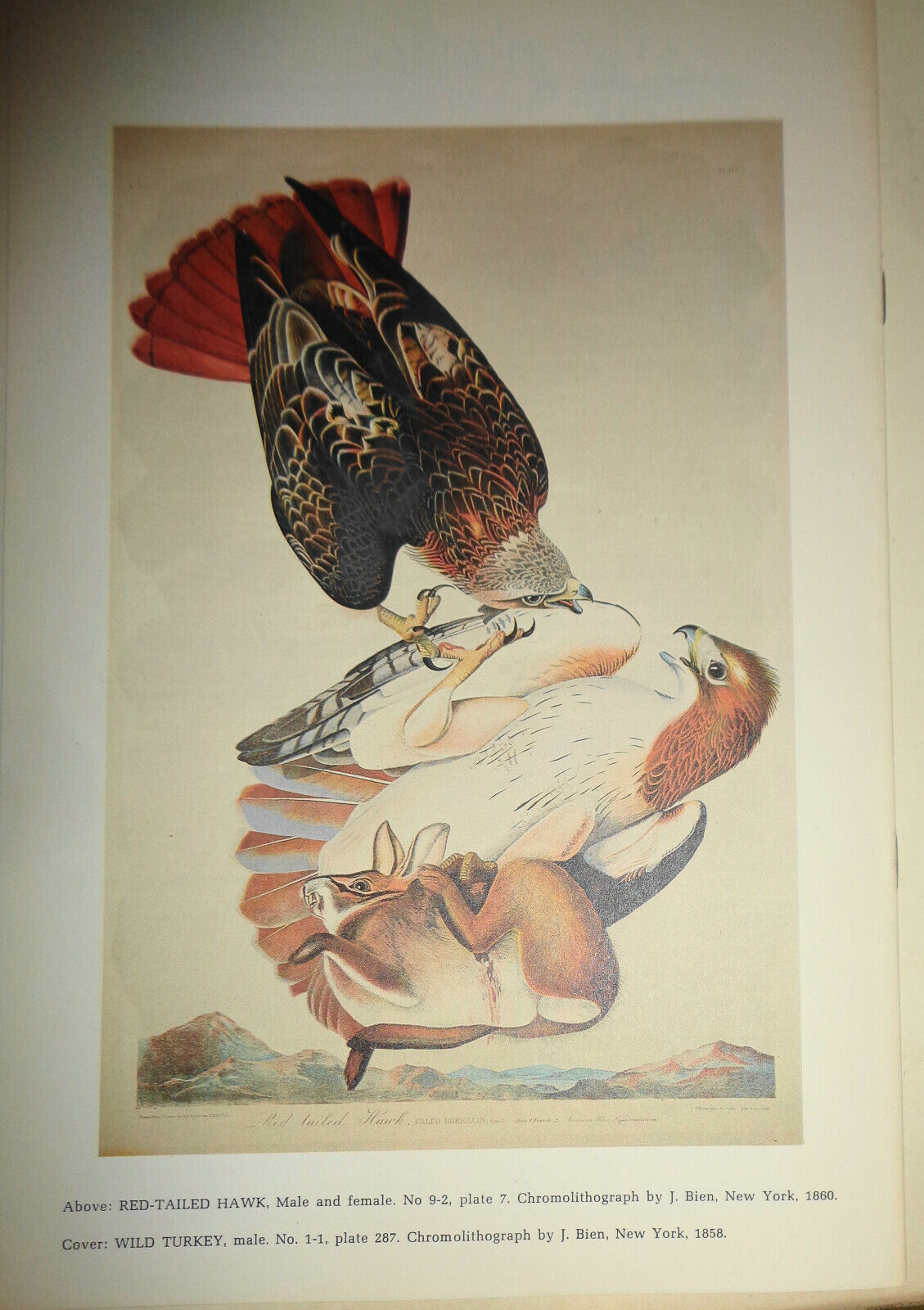 Mr. Audubon and Mr. Bien an early phase in history of American chromolithography