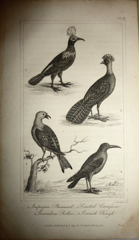 1825 bird engraving - Goldsmith - Impeyan Pheasant, Crested Curasson, Garrulous