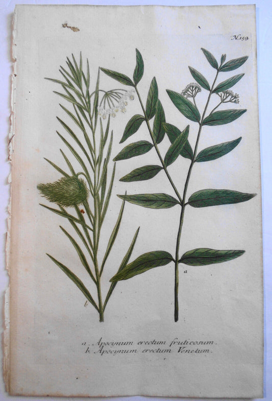 Johann Wilhelm Weinmann - Apocynum Erectum N. 153 - ca. 1745. Hand-colored.