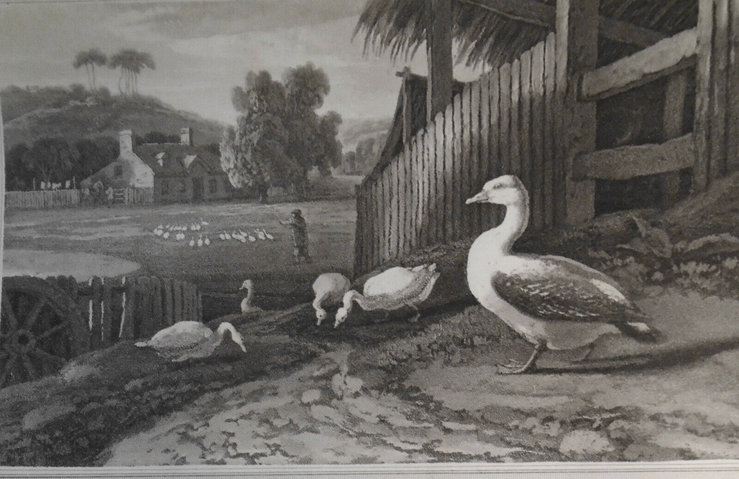 1807 Goose, by William Daniell. Aquatint engraving.