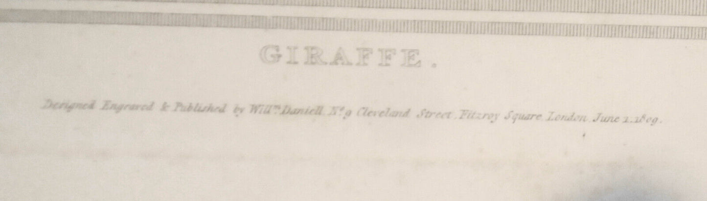 1809 Giraffe, by William Daniell