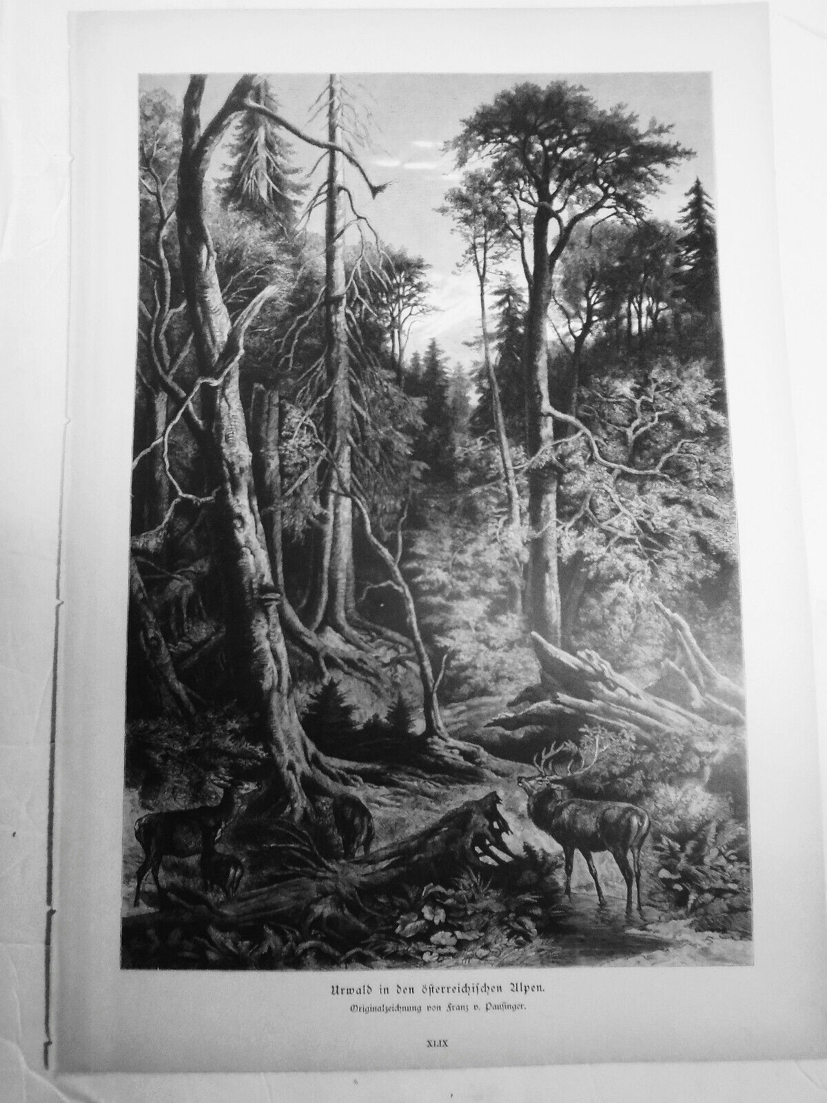 Urwald in den österreichischen Alpen, by Franz von Pausinger  --  1886