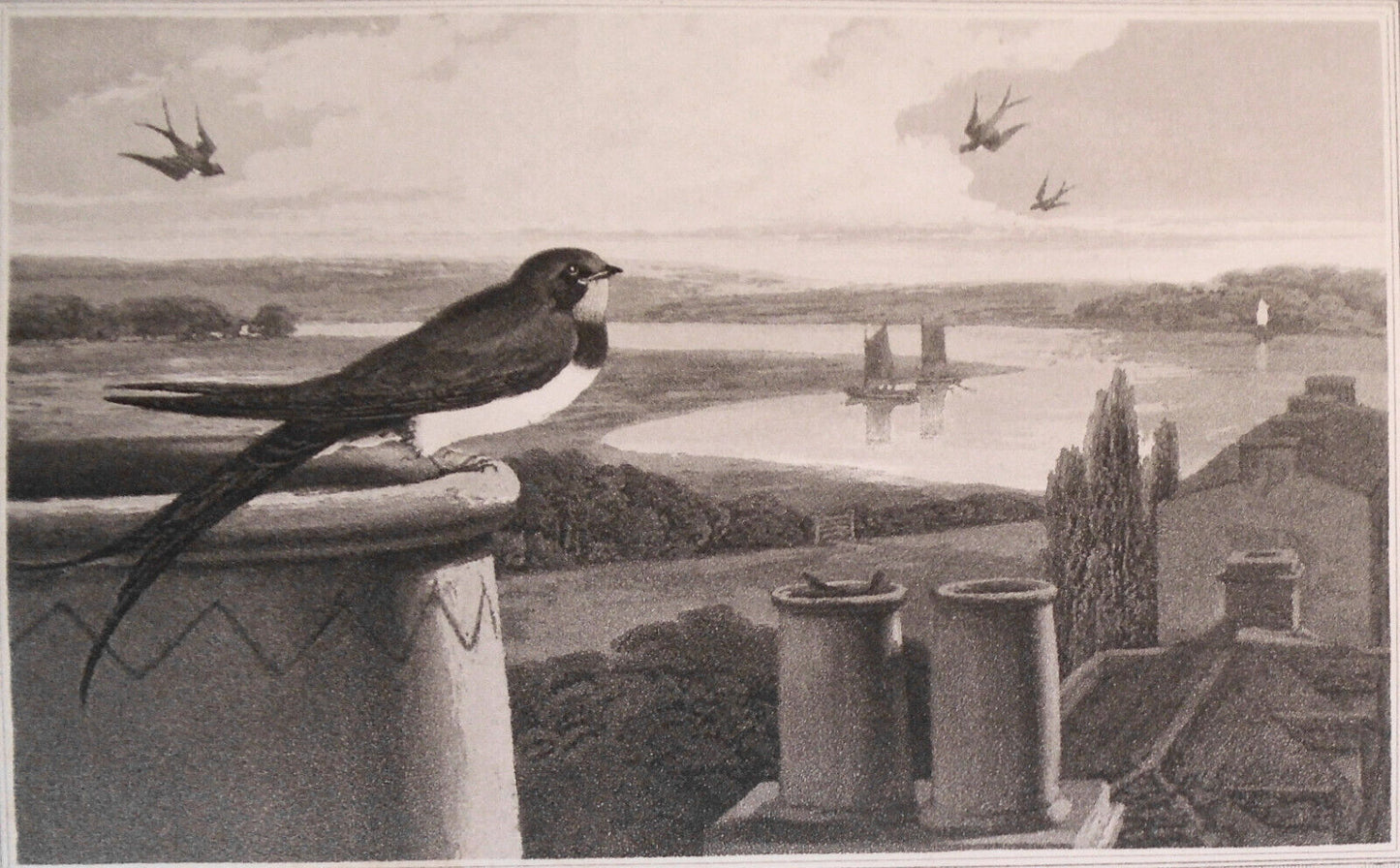 1809 Swallow, by William Daniell