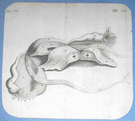 1672 De mulierum organis generationi inservientibus tractatus novus: Plate Tab 8