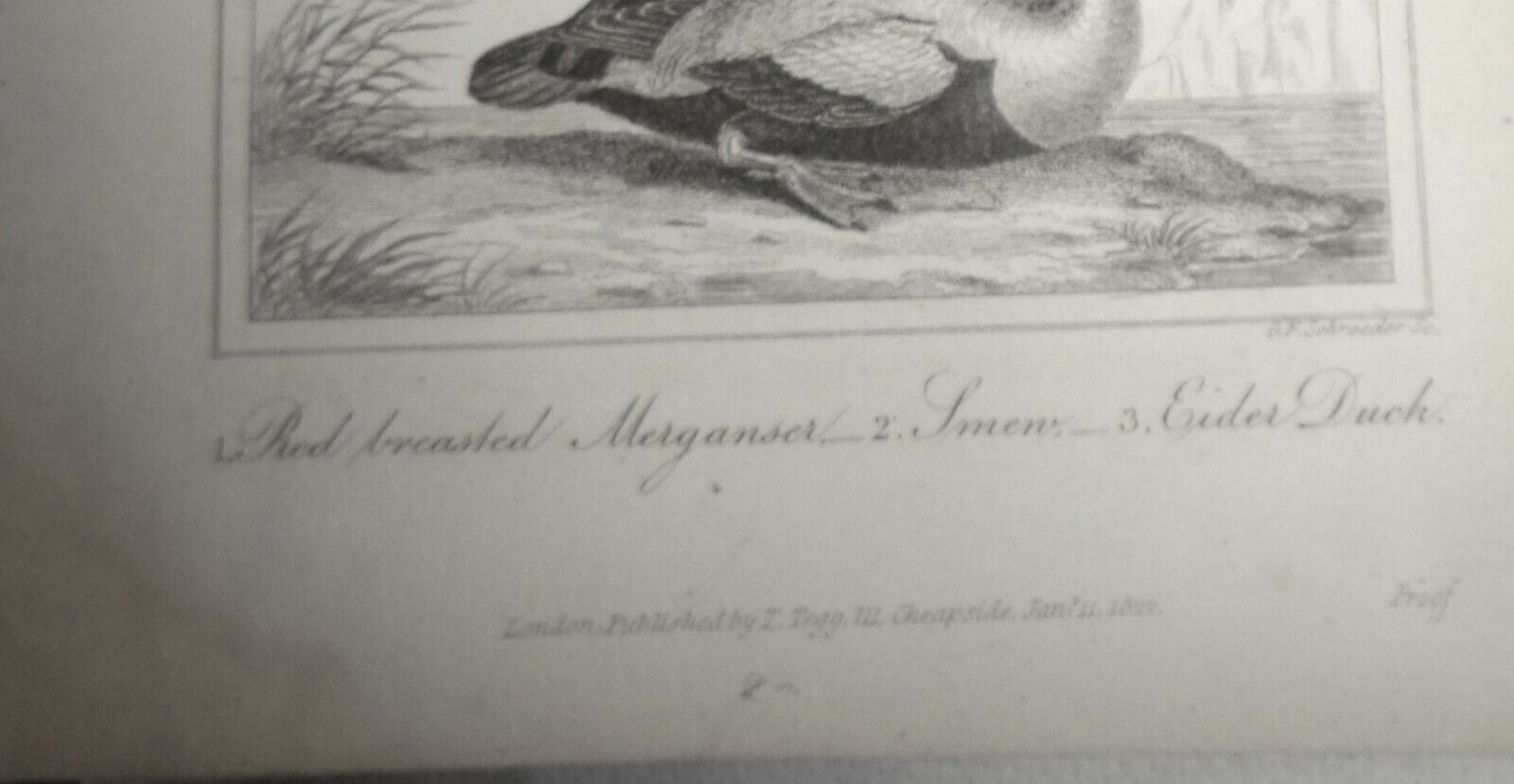 1825 bird engraving - Oliver Goldsmith - Stormy Petrel, Kittiwake Gull, Common