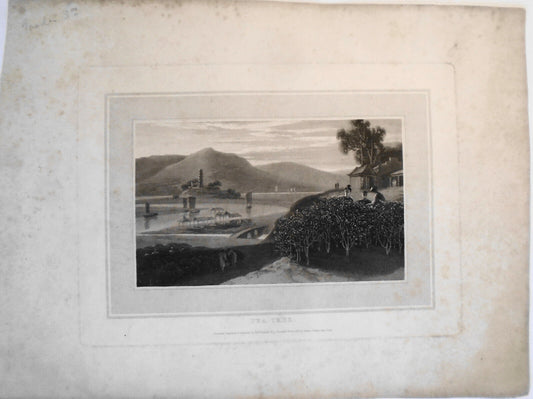 1809 Tea Tree, by William Daniell