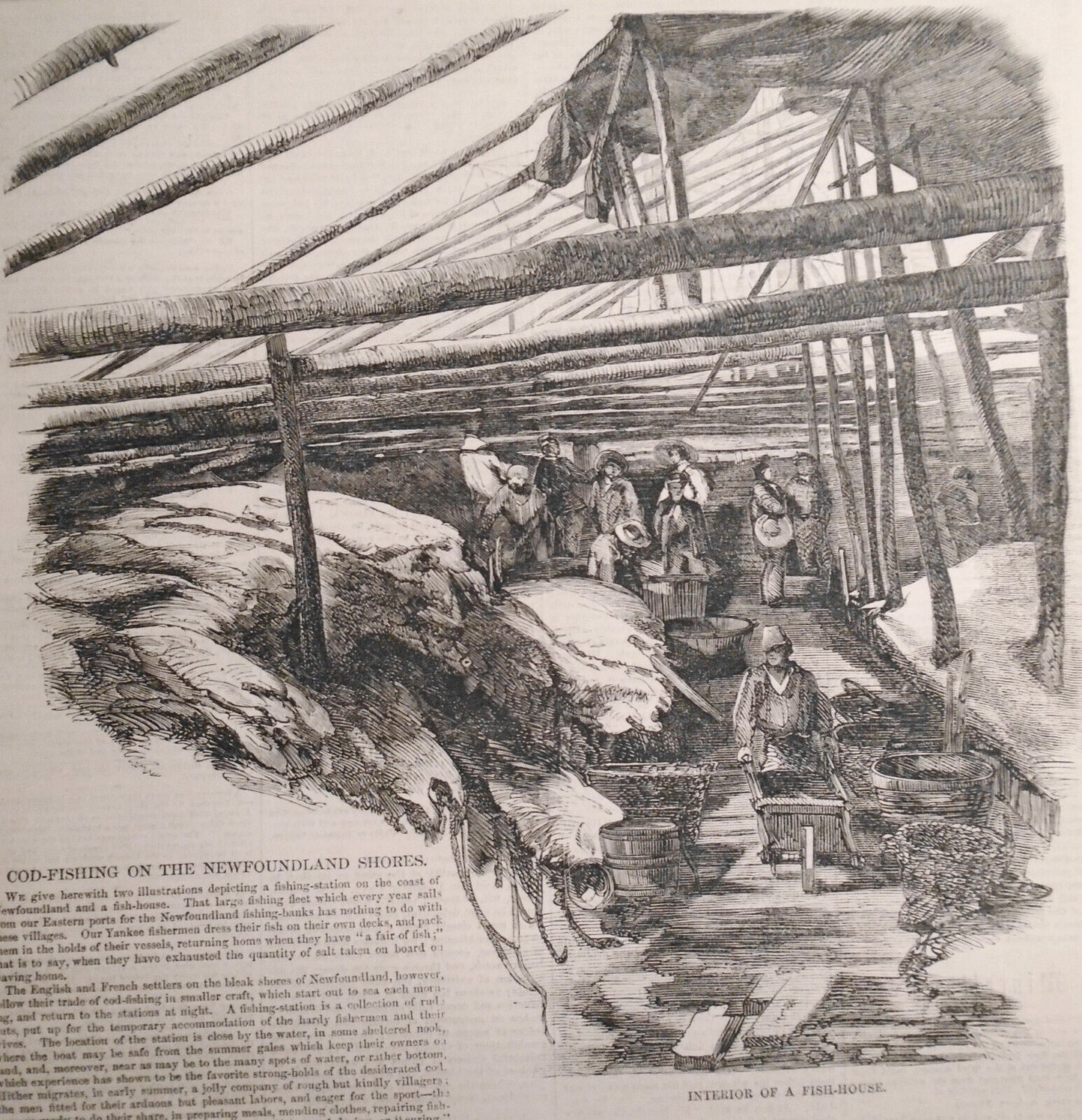 Cod-fishing on the Newfoundland Shores - Harper's Weekly May 22, 1858 - 2 Prints