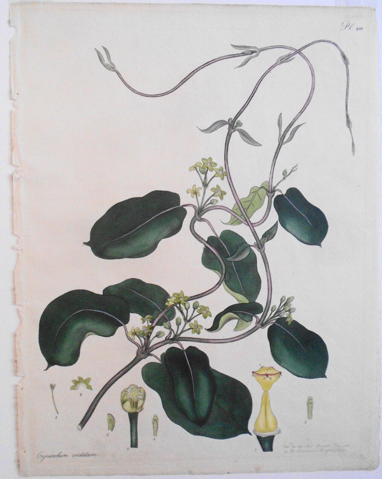 1804 Cynanchum Undatum, pl. 410 - Botanist's Repository, Henry Charles Andrews