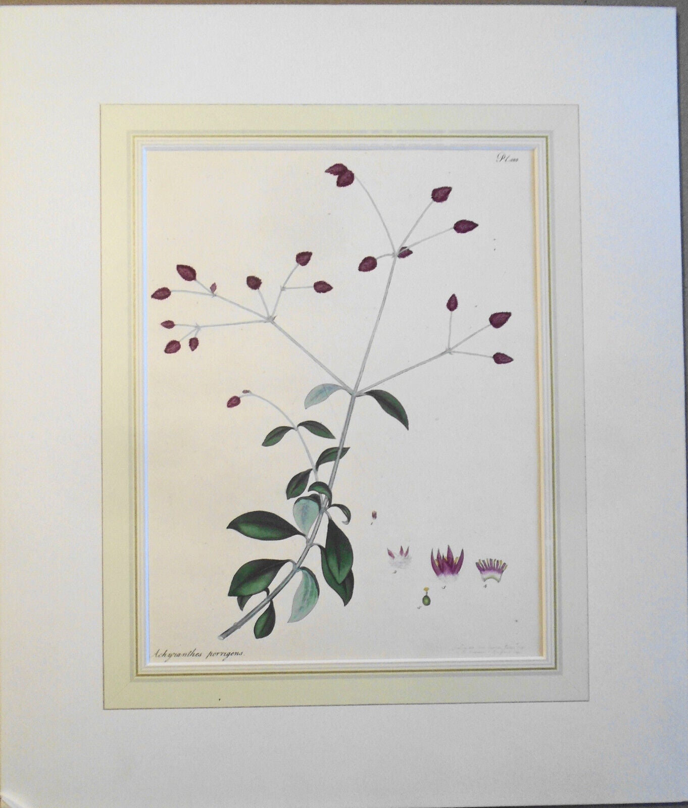 1805 Achyranthes Porrigens pl. 380 - Botanist's Repository Henry Charles Andrews