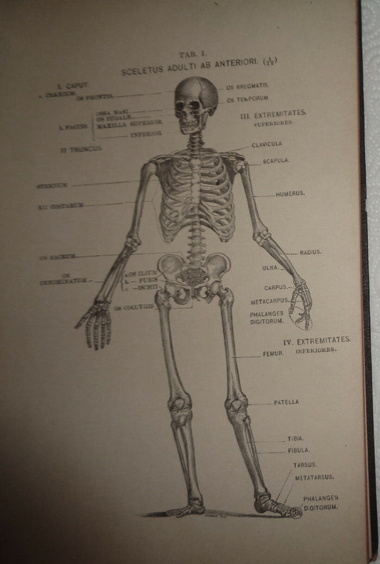 1885 TABULAE ANATOMICAE OSTEOLOGIAE - [SIGNED]  Edited by Carolo H. von Klein
