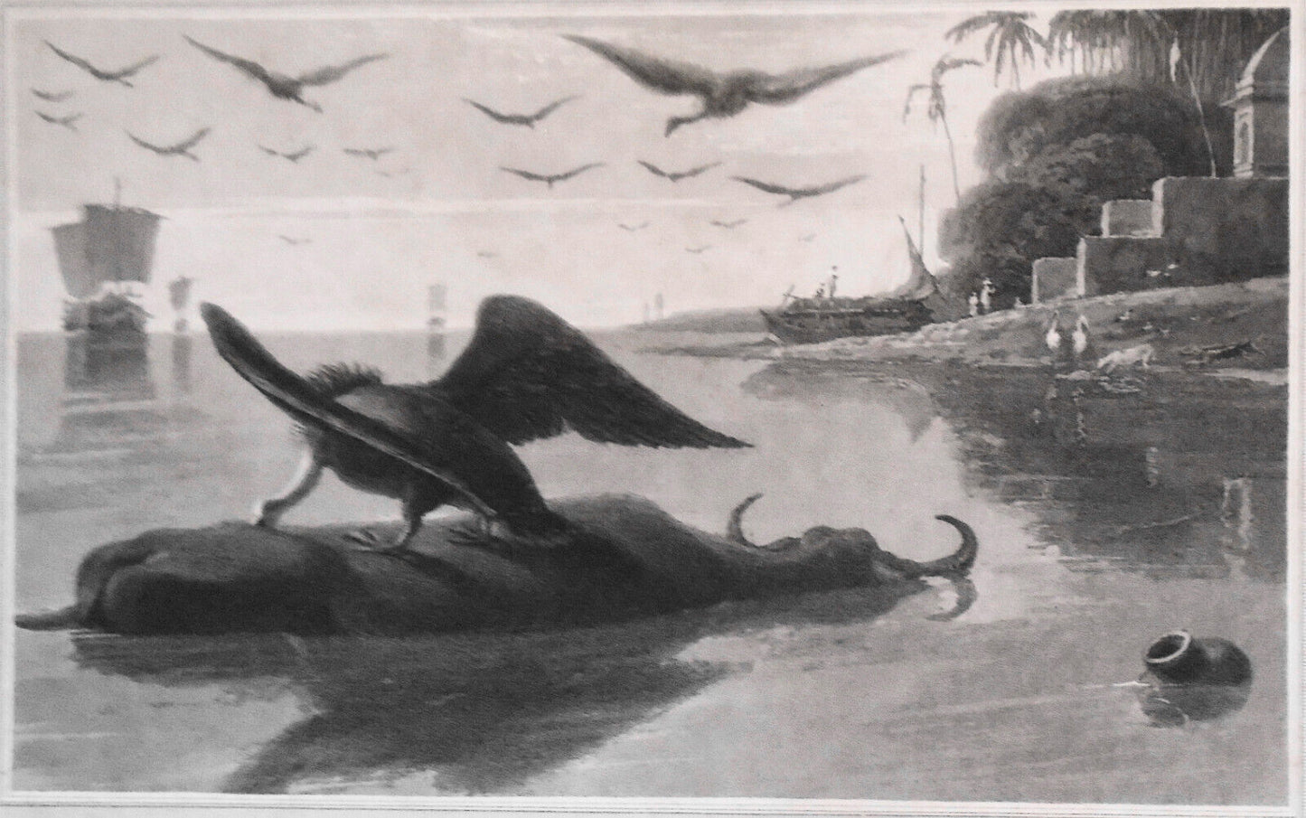 1807 Carrion Vulture, by William Daniell. Aquatint engraving.