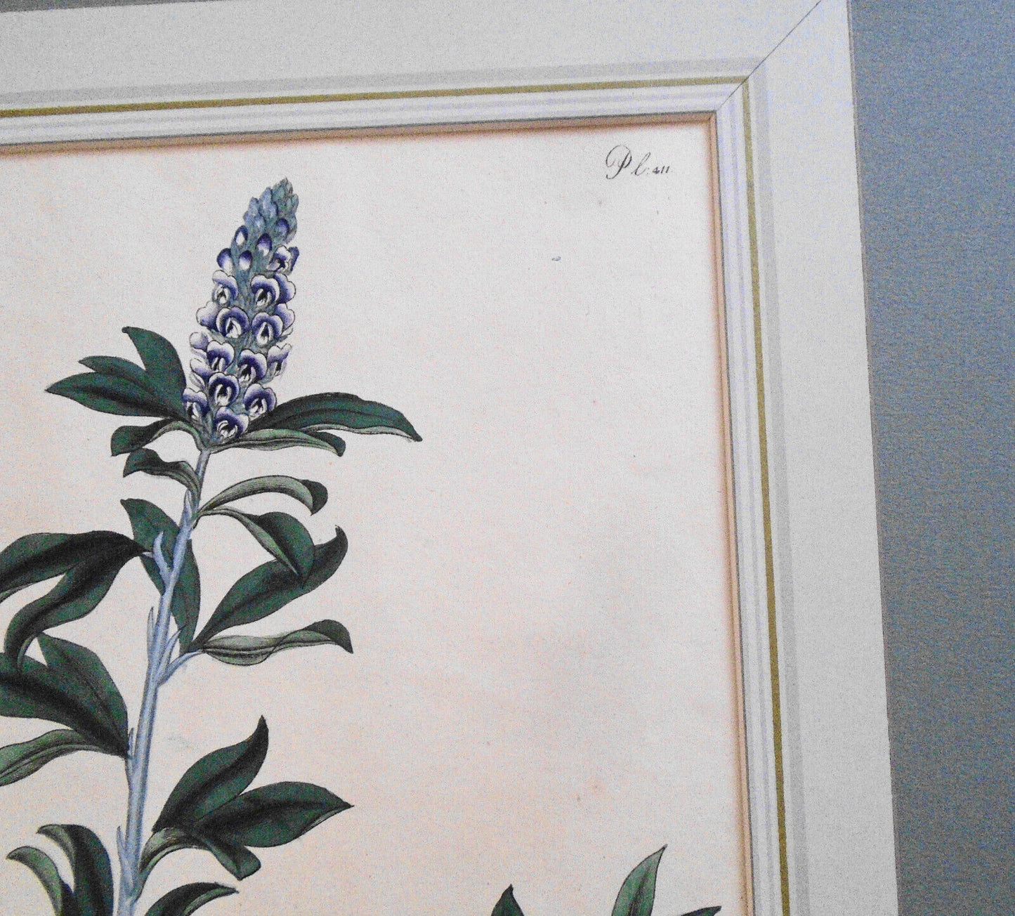 1804 Psoralea spicata, pl. 411 - Botanist's Repository, Henry Charles Andrews