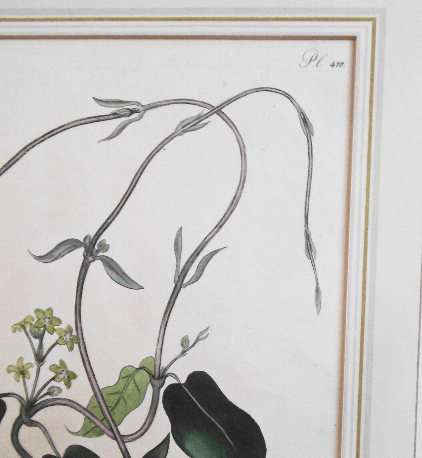 1804 Cynanchum Undatum, pl. 410 - Botanist's Repository, Henry Charles Andrews