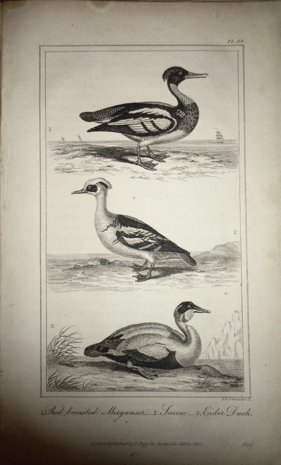 1825 bird engraving - Oliver Goldsmith - Stormy Petrel, Kittiwake Gull, Common