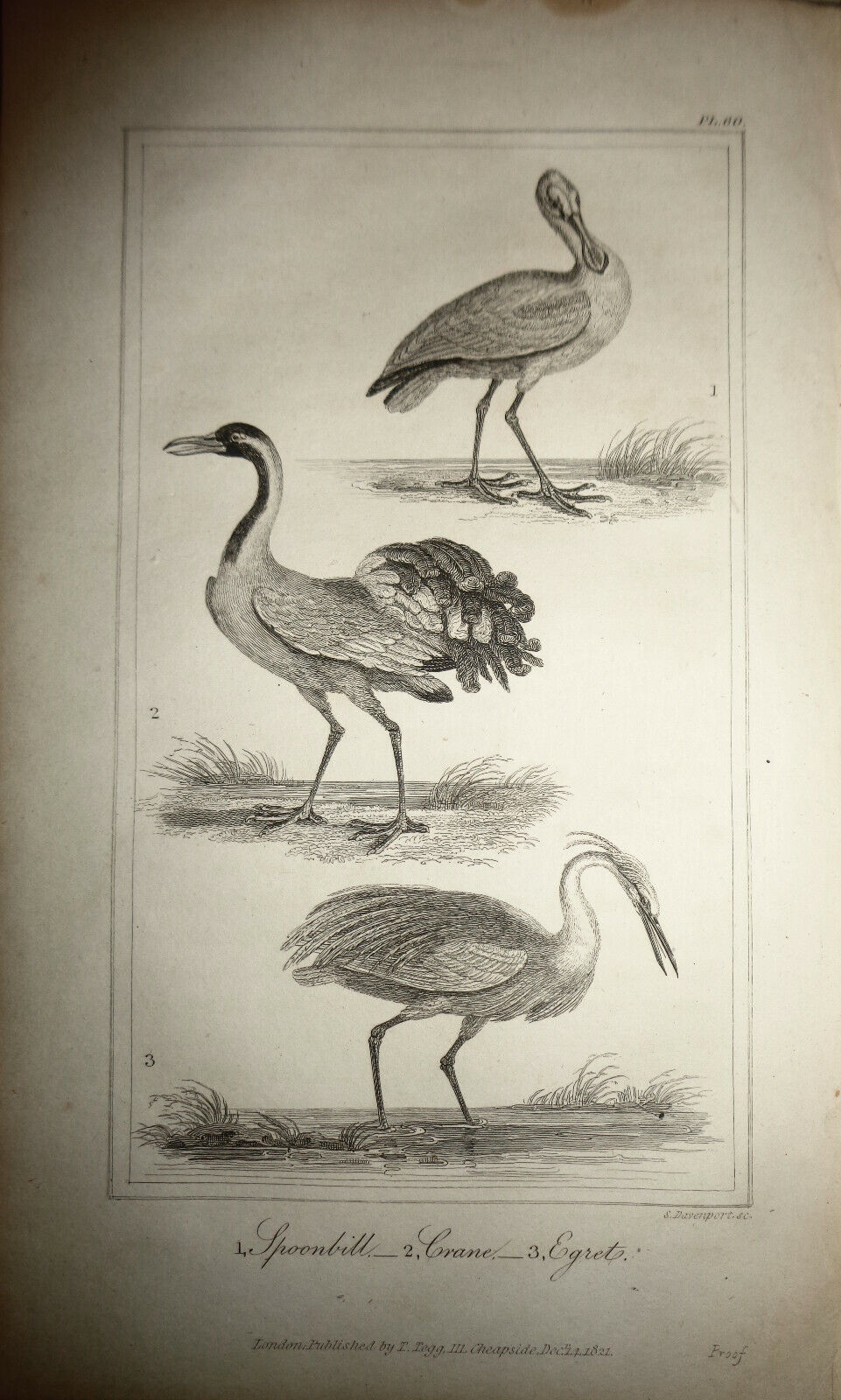 1825 bird steel engraving - Oliver Goldsmith - Spoonbill, Crane, Egret