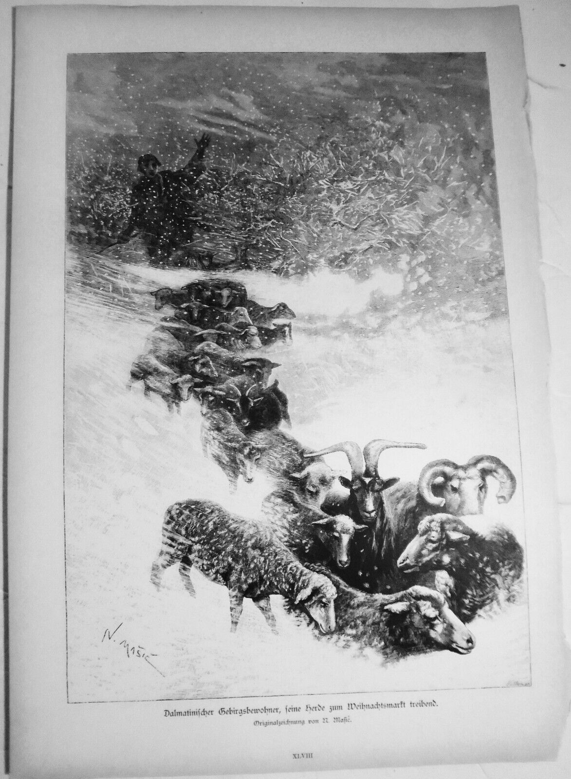 Dalmatinischer Gebirgsbewohner, Schafherde zum Weihnachtsmarkt treibend --  1884