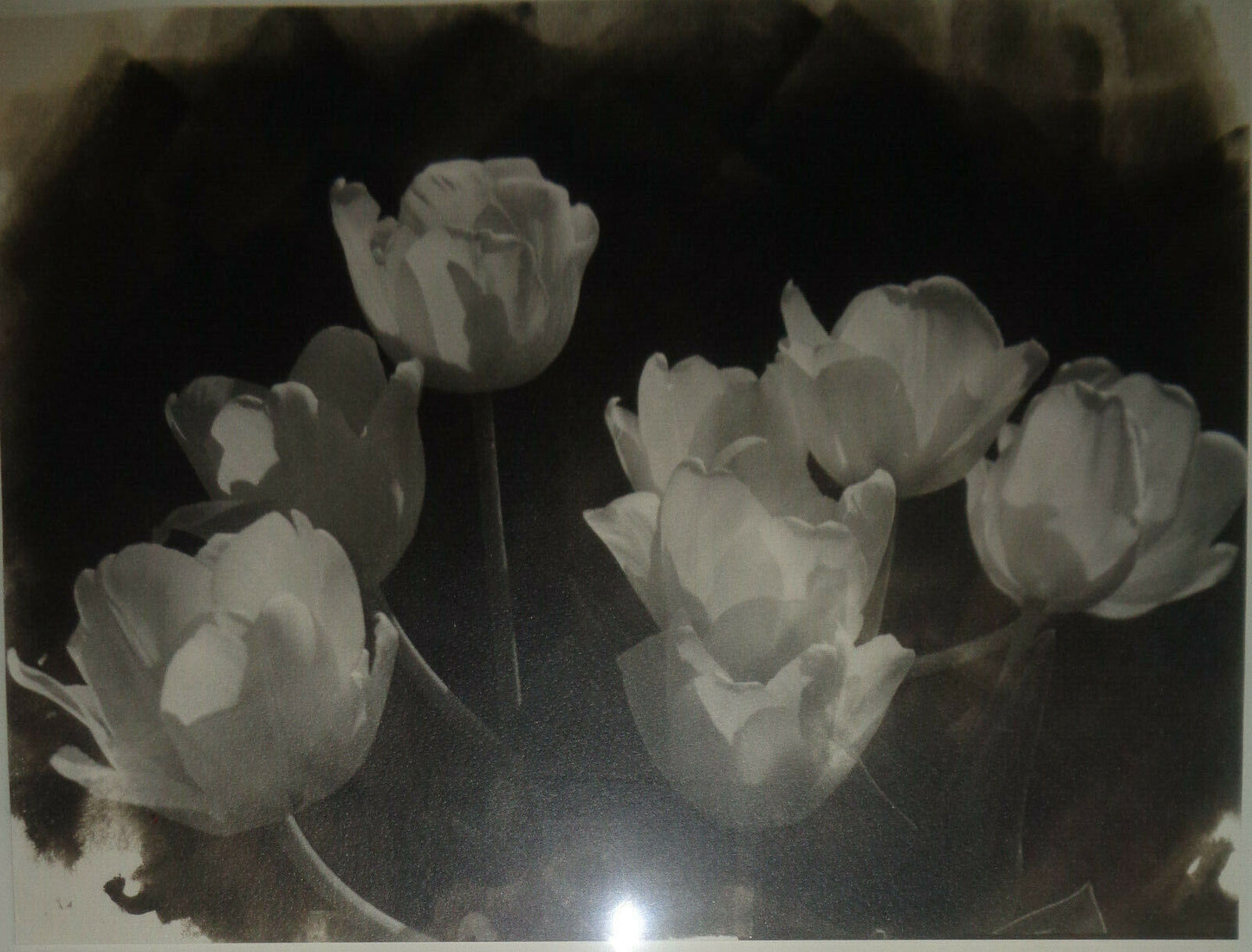 Bo Kass : White Tulips - Signed Silver gelatin photograph; framed