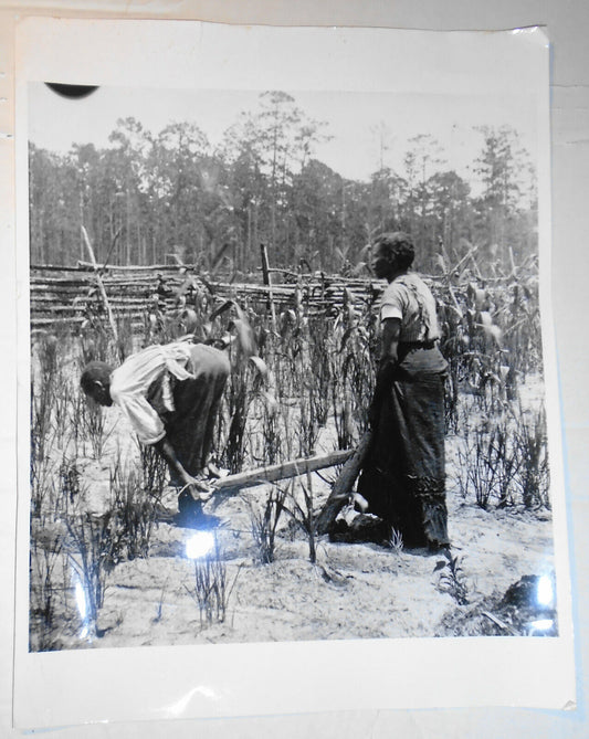 1950s African-American farming photo - original, 14 x 11 inches