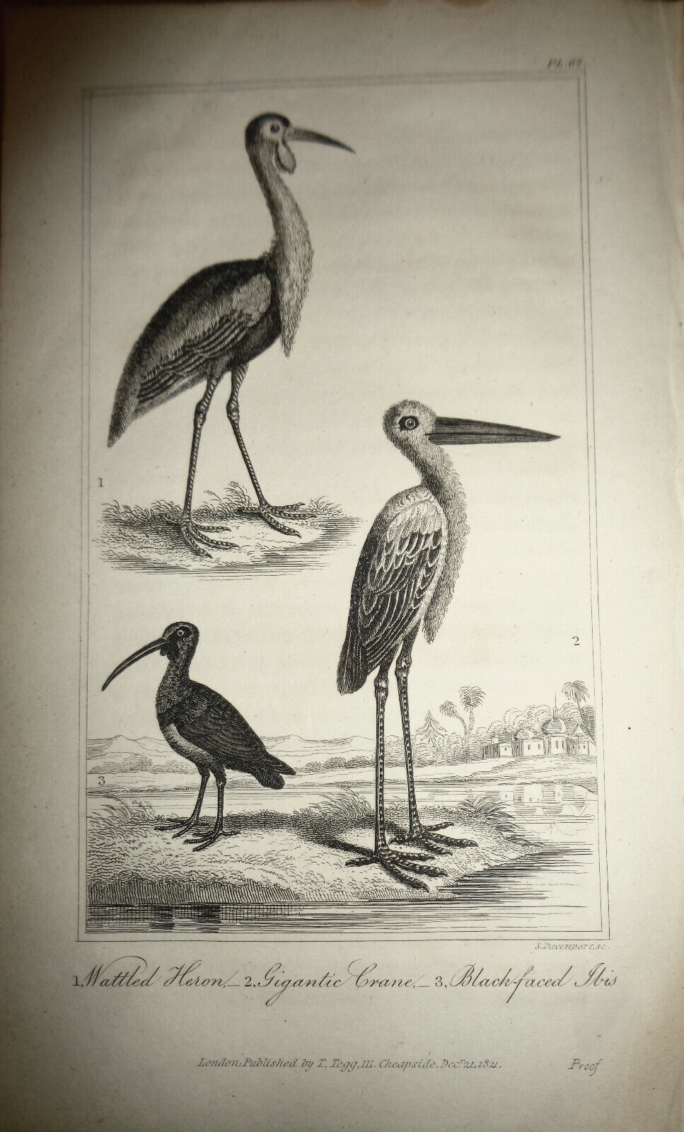 1825 bird engraving - Goldsmith - Wattled Heron, Gigantic Crane Black-faced Ibis