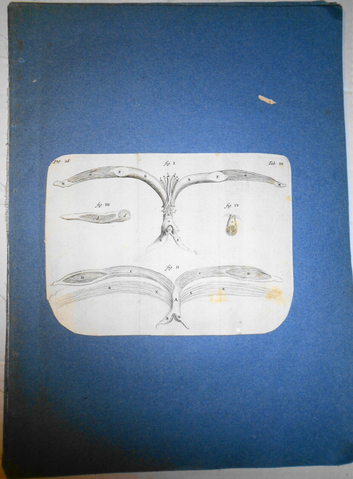 1672 De mulierum organis generationi inservientibus tractatus novus: Plate Tab 3