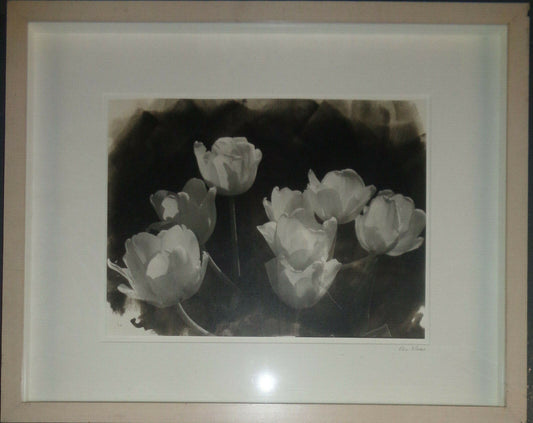 Bo Kass : White Tulips - Signed Silver gelatin photograph; framed