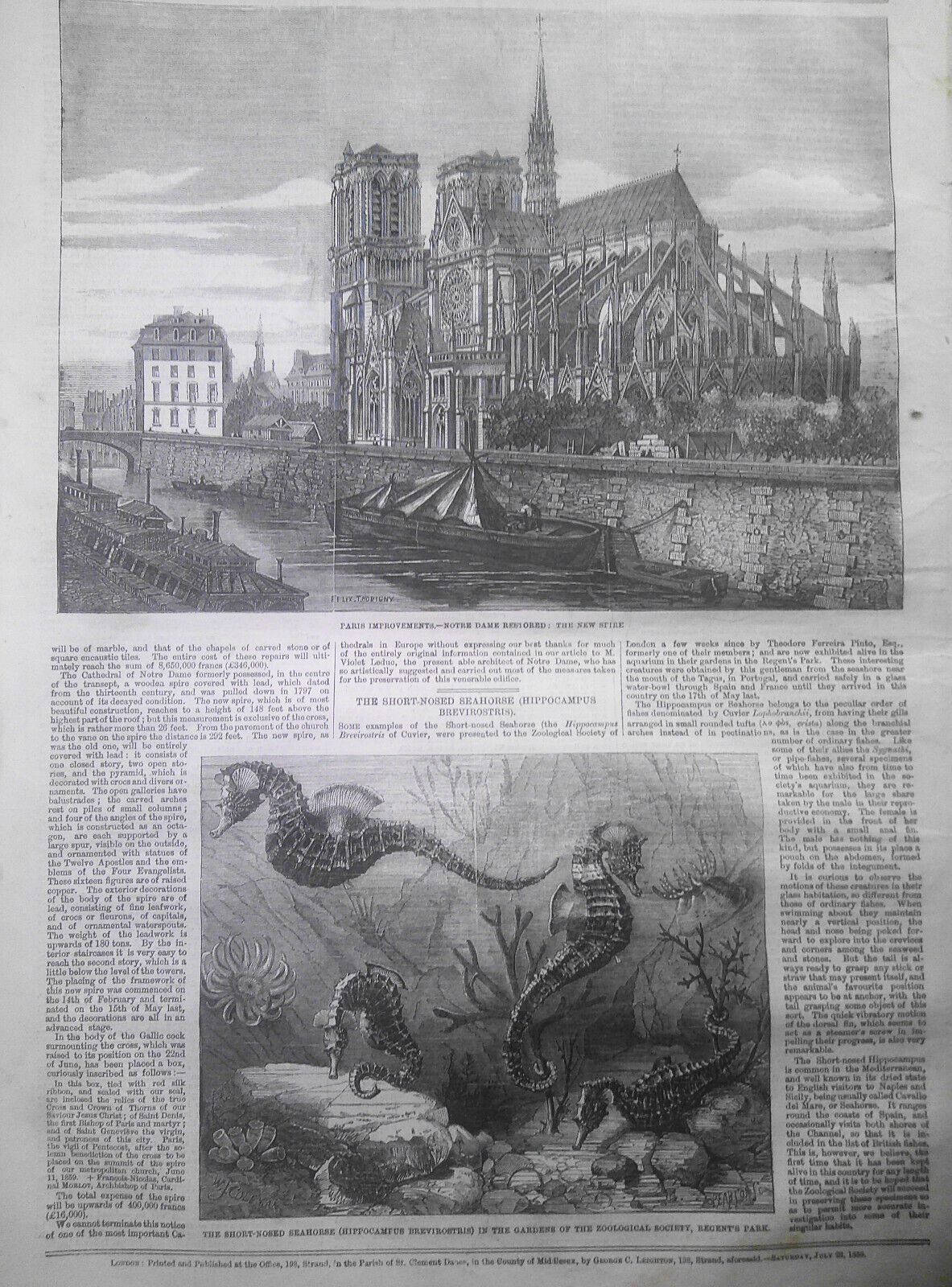 Illustrated London News July 23, 1859. Notre Dame Cathedral Restored. Cattle etc