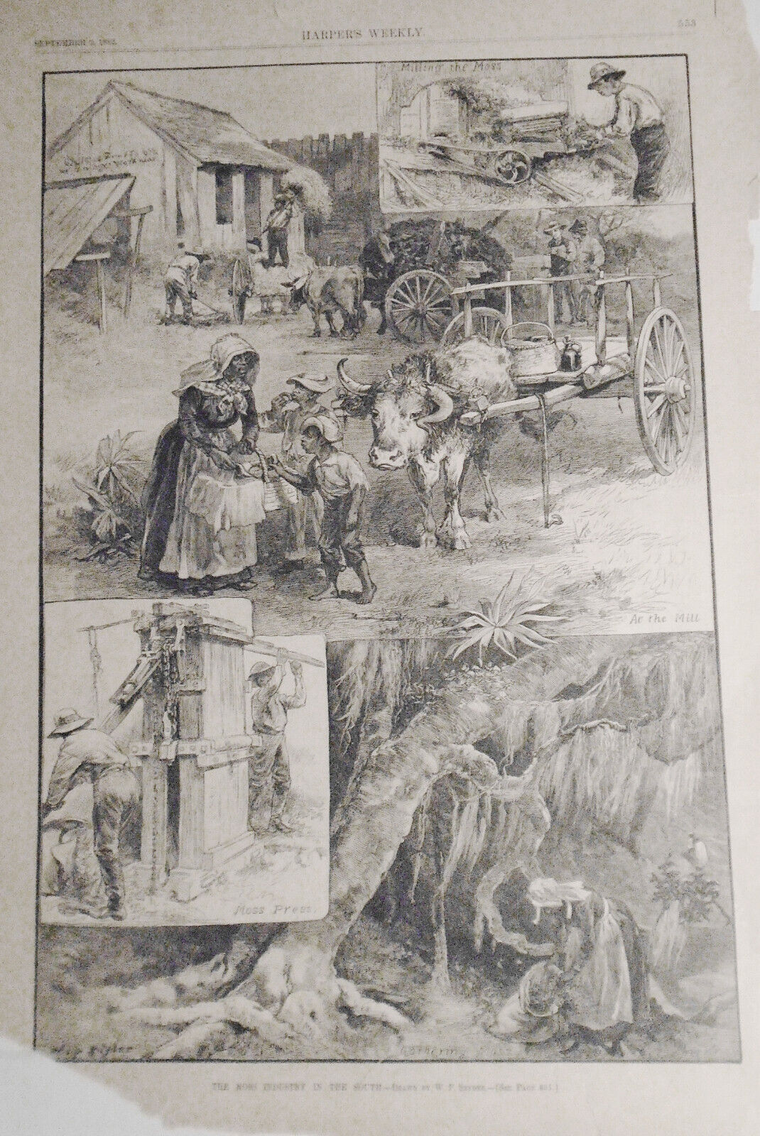 The Moss Industry In The South -  1882 Harper's Weekly - Spanish Black Americana