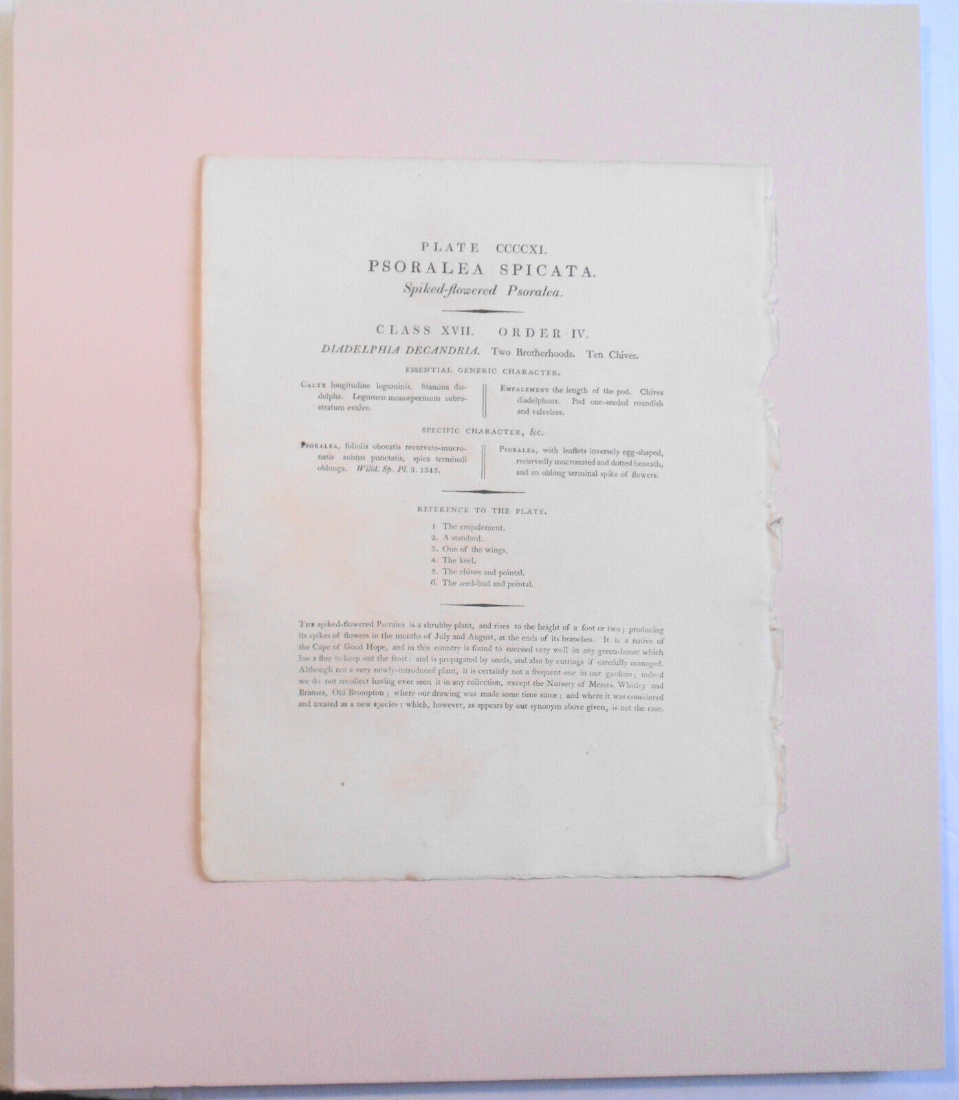 1804 Psoralea spicata, pl. 411 - Botanist's Repository, Henry Charles Andrews