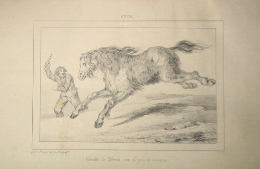 1840 Rusia - Caballo de Siberia con el pelo de invierno - original engraving