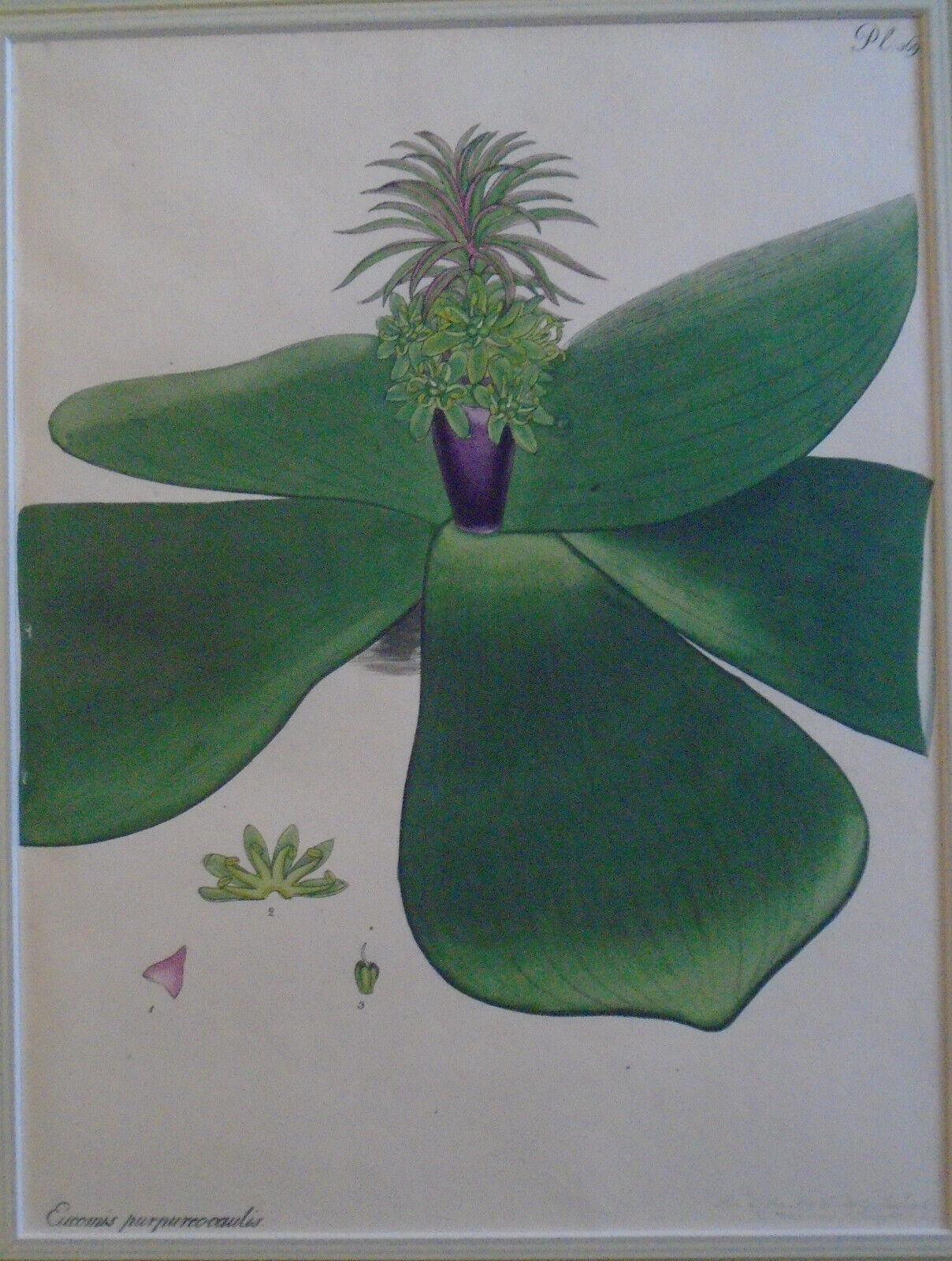 1804 Eucomis Purpureocaulis pl.36 - Botanist's Repository, Henry Charles Andrews