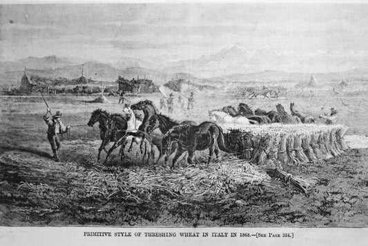 Primitive Style Of Threshing Wheat In Italy In 1868. Harper's Weekly May 23 1868