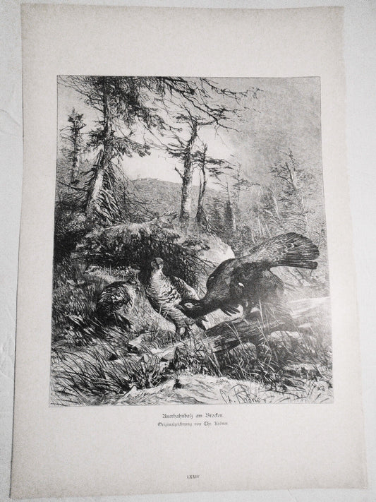 Auerhahnbalz am Brocken, by Chr. Kroner. 1886.