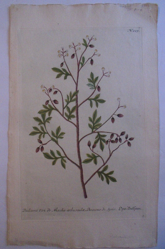 Johann Wilhelm Weinmann - Balsami Arbuscula N. 223 - ca. 1745. Hand-colored.