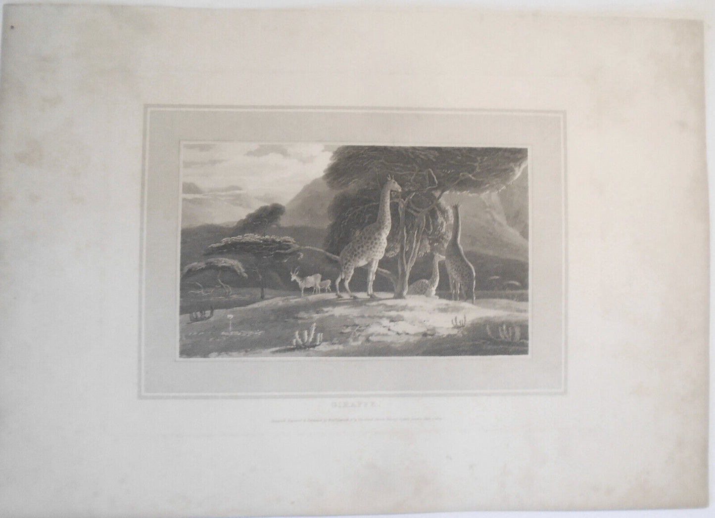 1809 Giraffe, by William Daniell