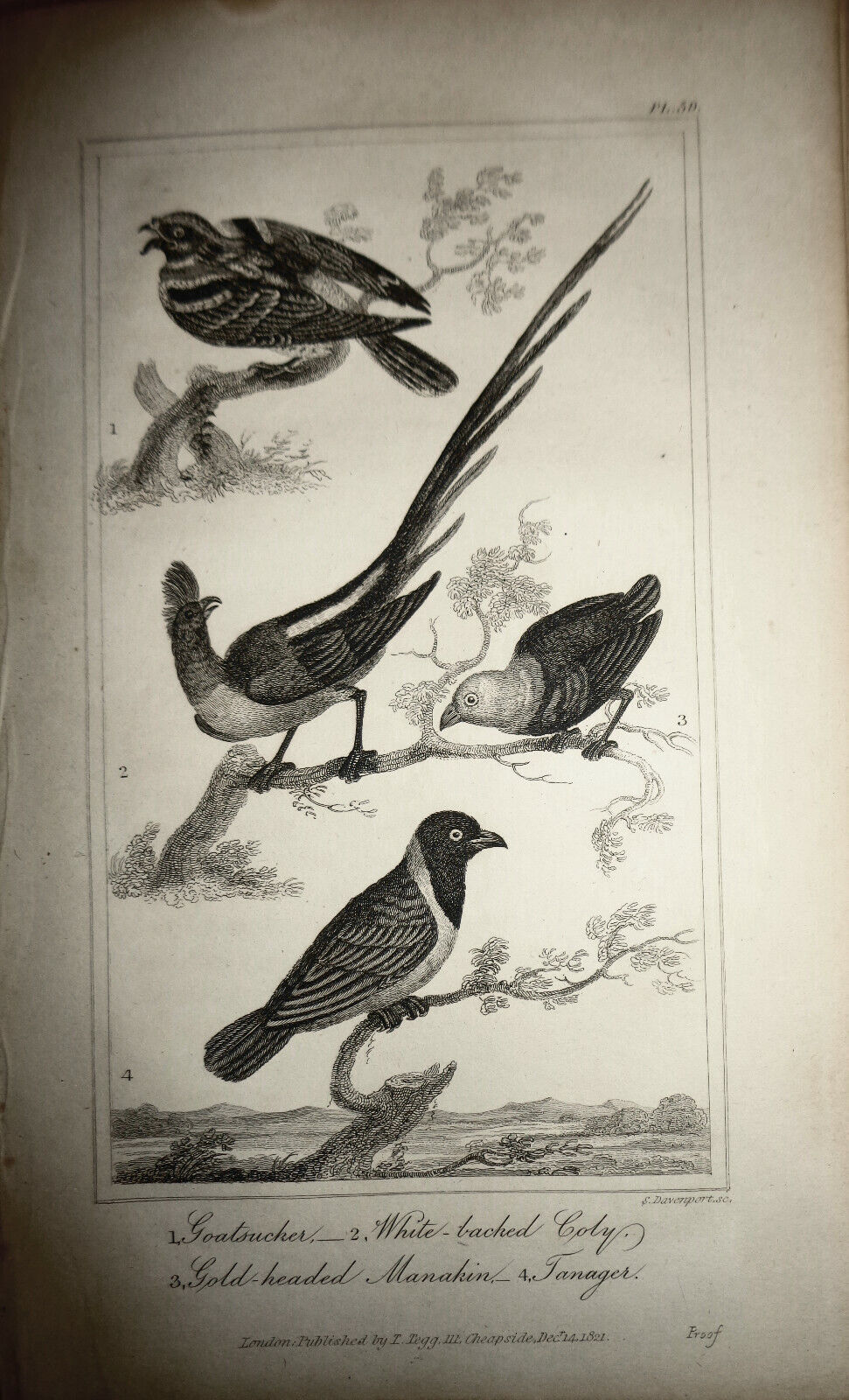 1825 bird engraving - Goldsmith - Goatsucker, White-backed Coly, Gold-headed...