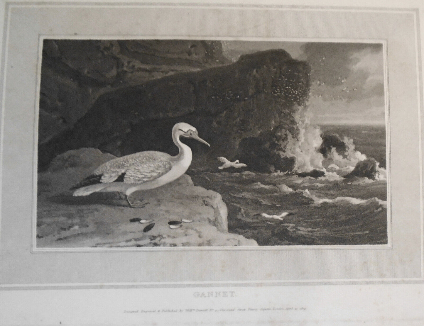 1809 Gannet, by William Daniell