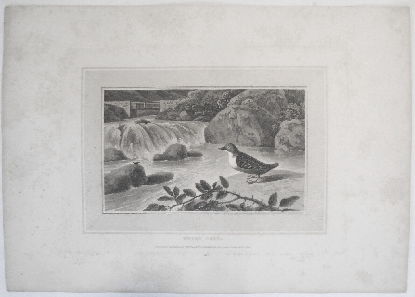 1809 Water Ouzel, by William Daniell