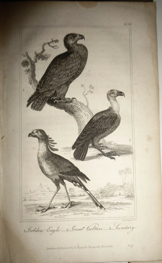 1825 bird engraving - Oliver Goldsmith - Golden Eagle, Great Vulture, Secretary