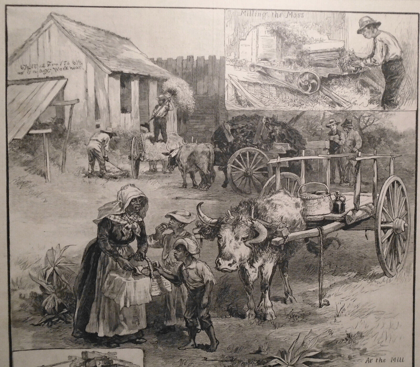 The Moss Industry In The South -  1882 Harper's Weekly - Spanish Black Americana
