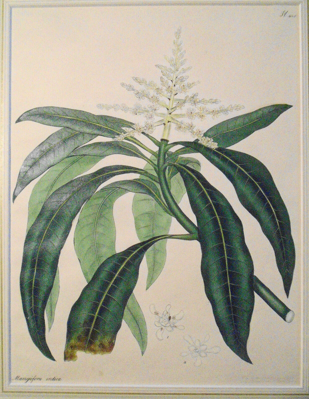 1805 Mangifera Indica, pl. 425 - Botanist's Repository, Henry Charles Andrews