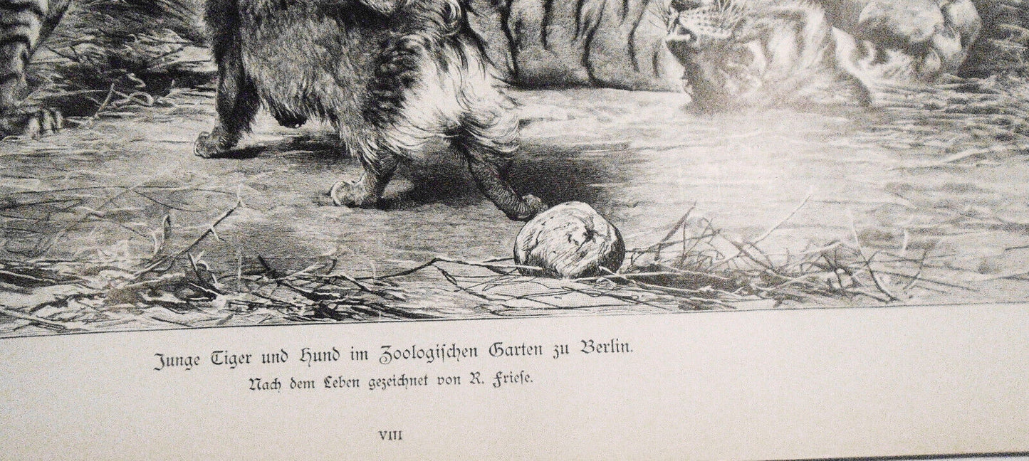 Junge Tiger und Hund im Zoologischen Garten zu Berlin, von R. Friese  --  1886