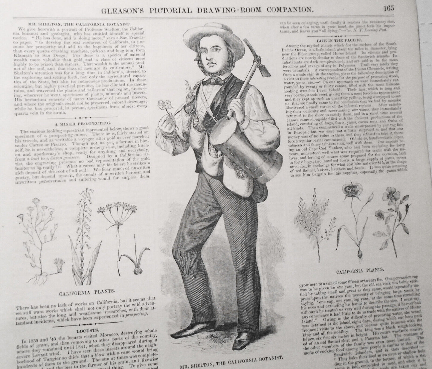 1854 Gold Miner of California Prospecting + Mr. Shelton, The California Botanist